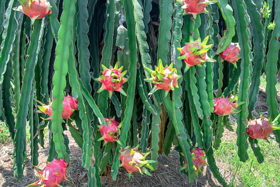 红色的火龙,红色的带刺的果子