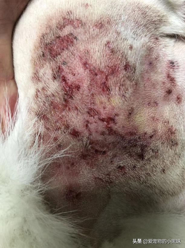 什么是无菌性脂膜炎，如何治疗犬无菌性脂膜炎，一篇文章告诉你