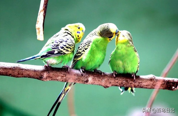 鸟肠胃不好怎么治疗最好,鸟肠道寄生虫怎么治疗