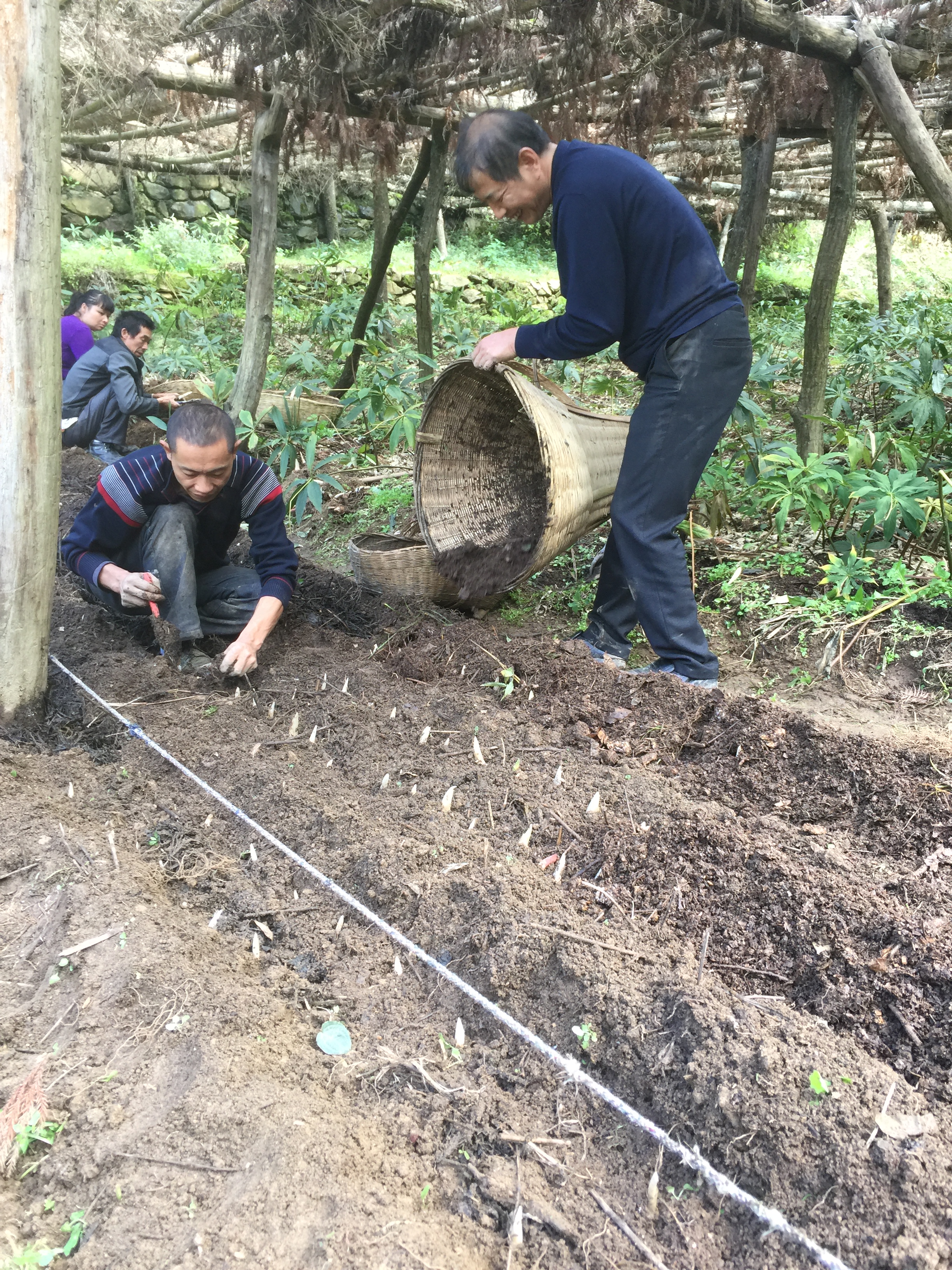 重楼七叶一枝花能治什么病,重楼七叶一枝花种植视频