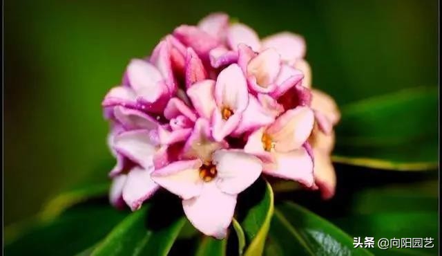 有根的植物可用生根剂吗,想要植物长得快