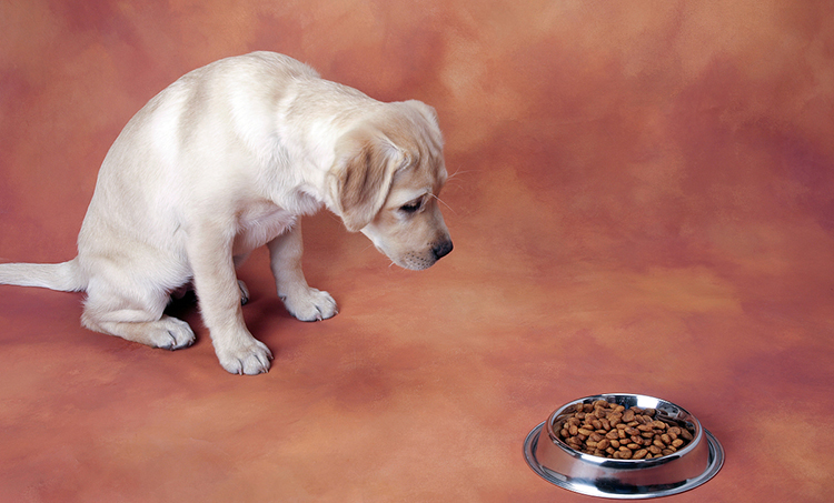 拉布拉多幼犬怎么养要注意什么,饲养拉布拉多幼犬的养护知识大全