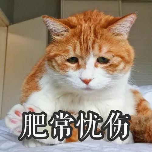猫咪不小心受伤了,猫咪受伤不让碰怎么治疗