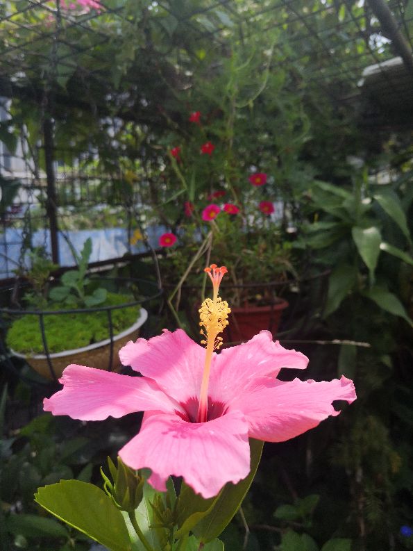 一方净地与你分享——扶桑花开，热烈奔放