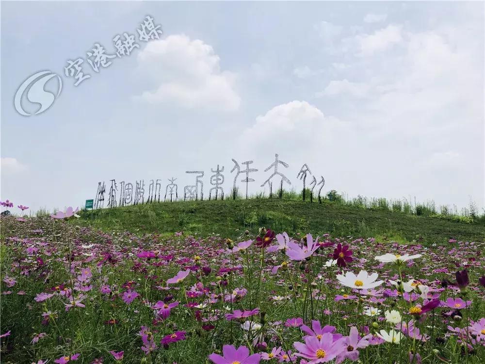 来成都打卡空港花田,成都双流空港花田打卡看飞机