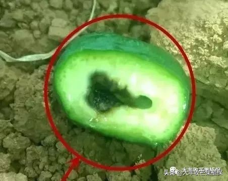 芒果黑心病要了果农的命啊，到底该怎么防治？？？？？