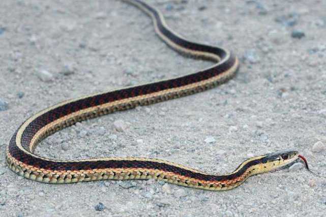 蛇受伤用什么药效果好,蛇受伤了该怎么办