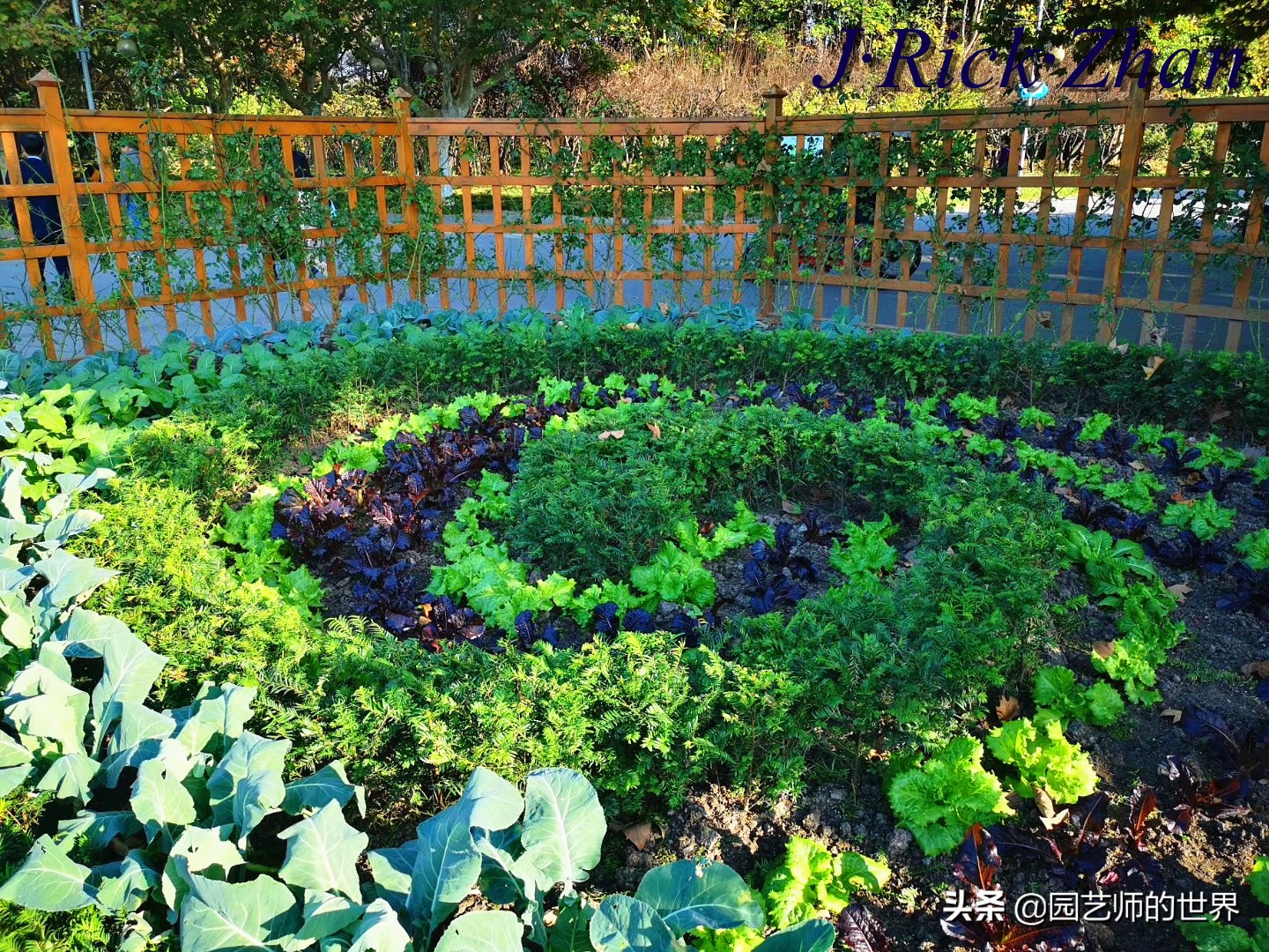 城市蔬菜园景观设计,蔬菜花园造型