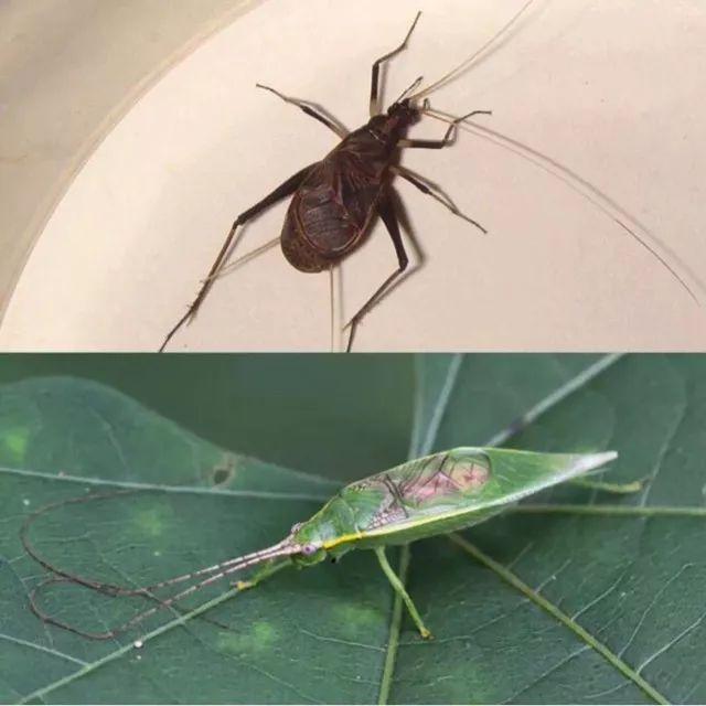 百艺杂谈，教你鸣虫界的八句“黑话”