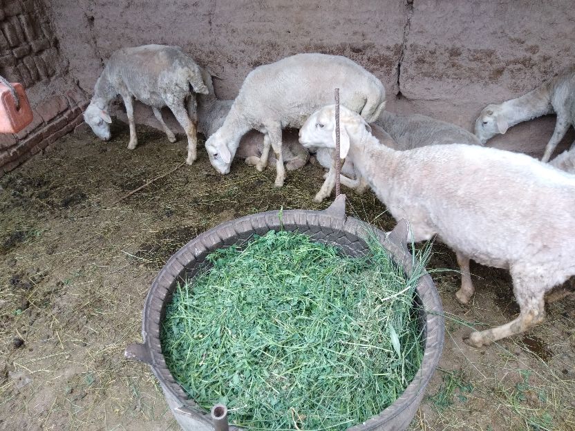 圈养繁育母羊需要多少成本就够了,散养区养10只母羊一年能挣多少钱