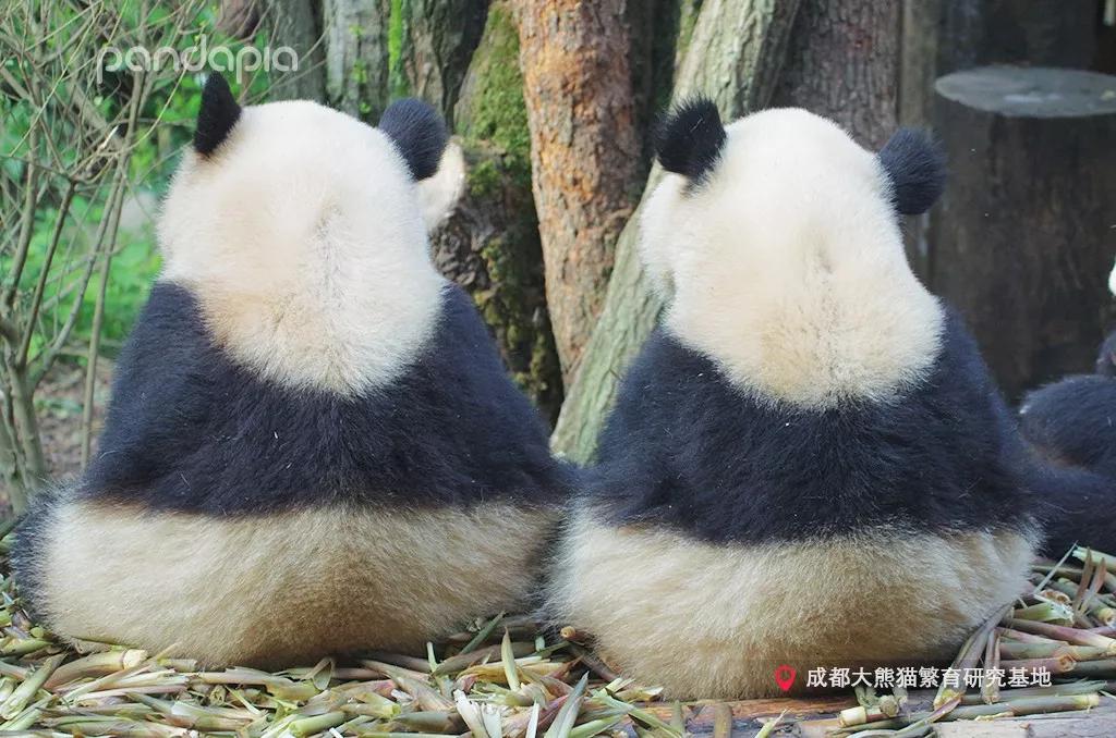 四川熊猫麻将怎么打,打熊猫麻将的诀窍