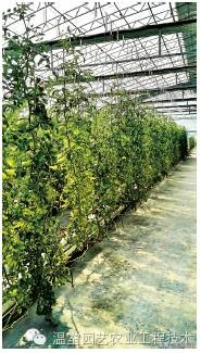 了解无土栽培的相关知识,有关无土栽培技术的详细内容资料