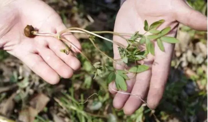 月度协商|陕西中药,如何破解“贴牌”困境?