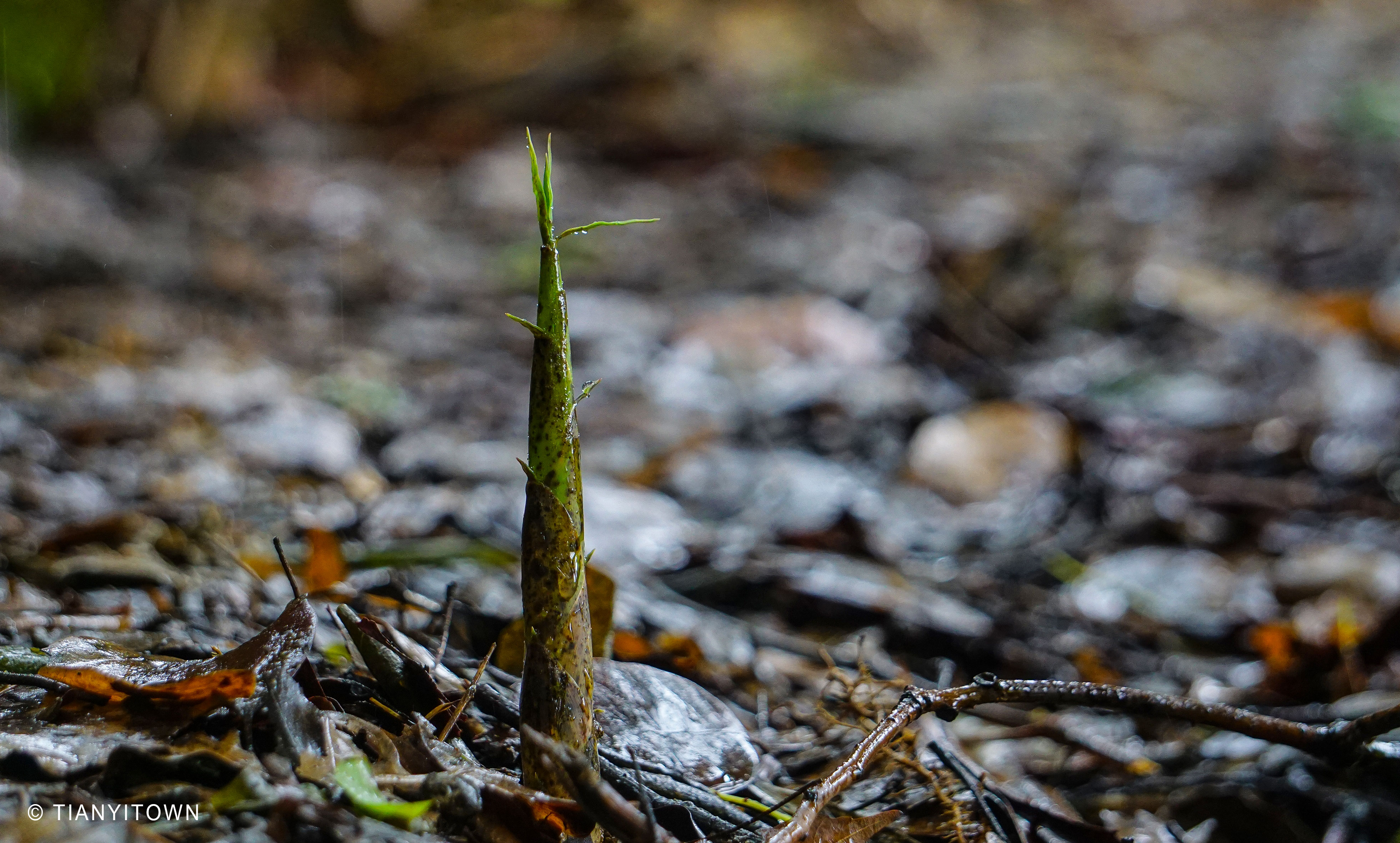 芒种时节播种幸福,芒种一个收获的时节