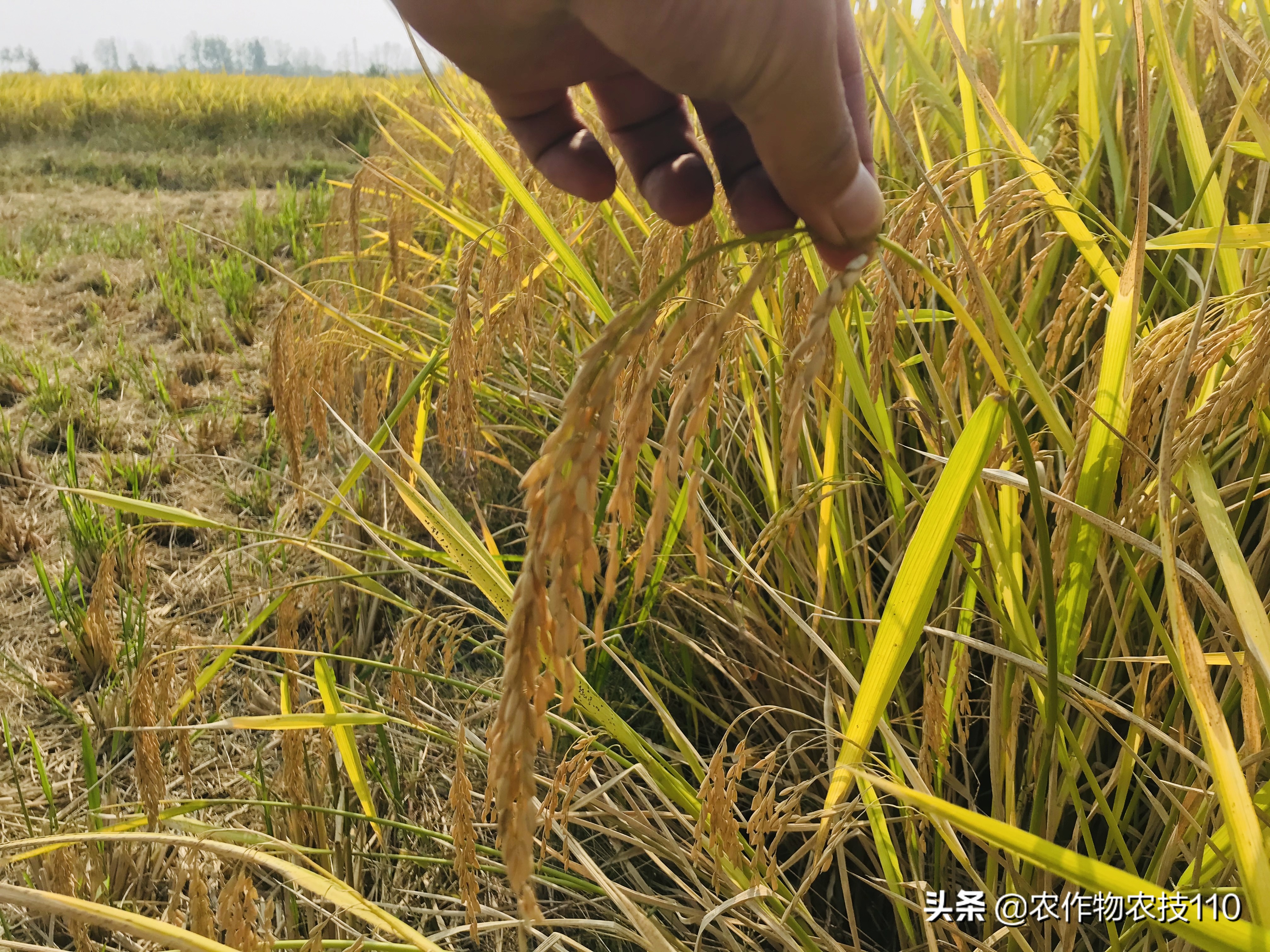 杂交稻直播的种植方法,杂交稻留种可以培育出常规种吗