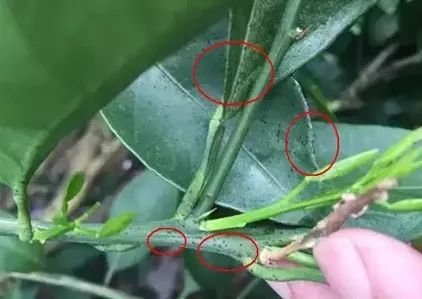 柑橘沙皮病最佳治疗,柑橘沙皮病能治好吗