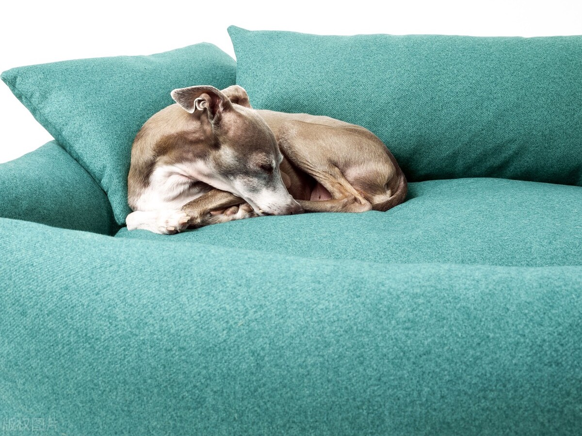 狗狗吃东西卡住了一直咳嗽怎么办,狗狗半夜咳嗽干呕咔咔的怎么缓解