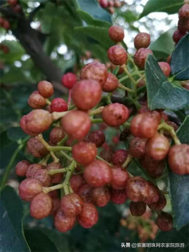 平度苗木基地桃树苗,山东日照苗木种植基地桃树苗