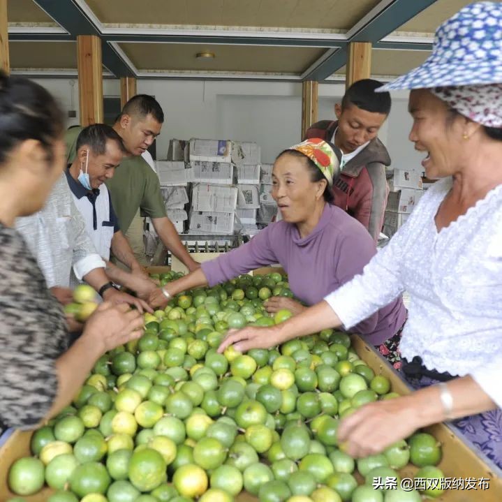 幸福打洛产业振兴路上瓜果飘香
