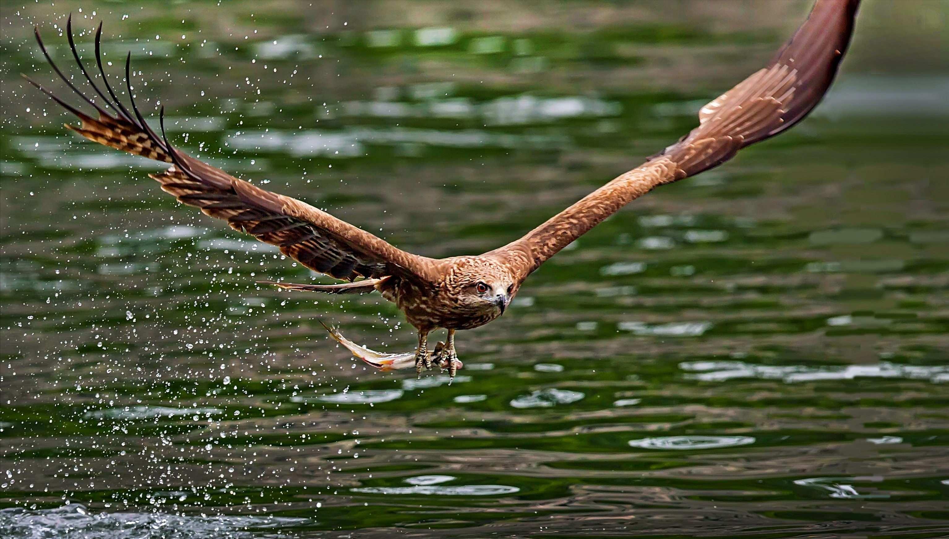 老鹰吃喜鹊被一群喜鹊欺负,老鹰为什么敢捕食毒蛇