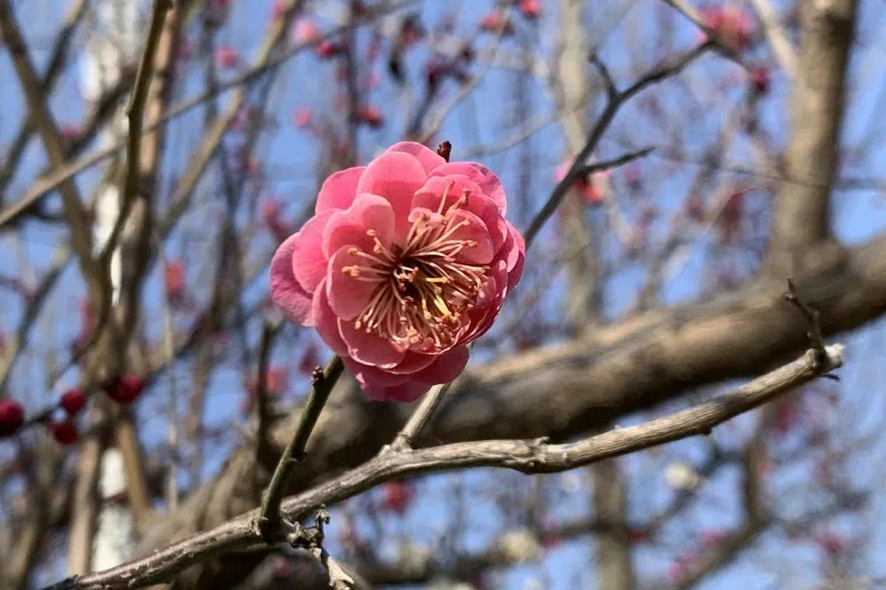 诗城青岛庚子年春天