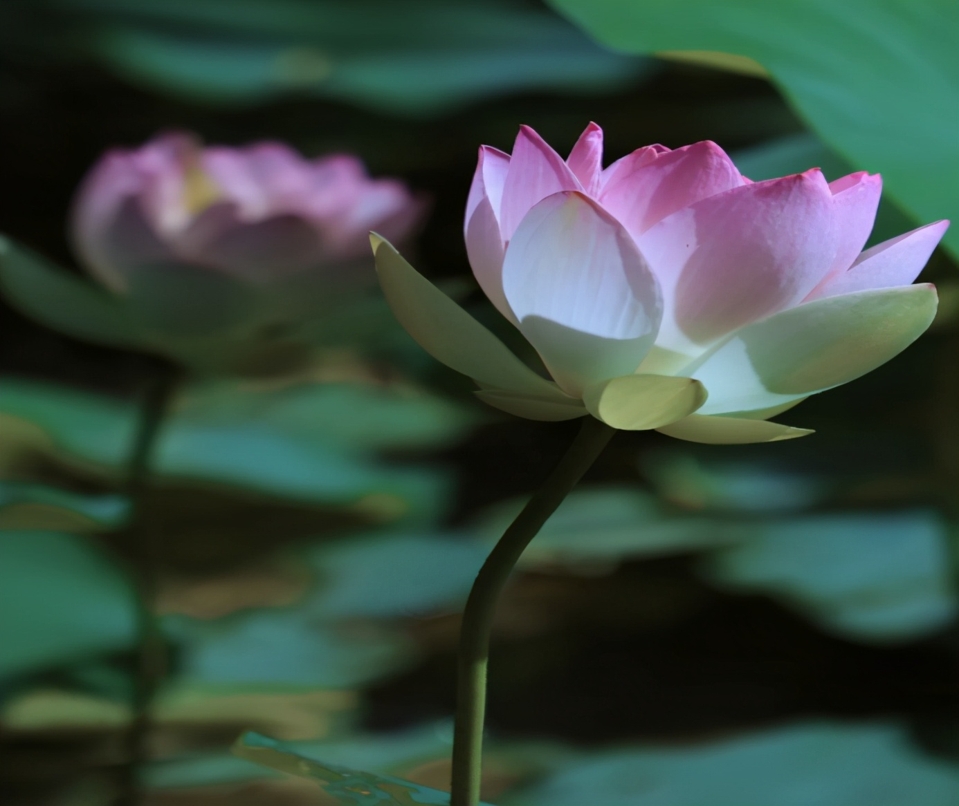 中国*产党共**创办的第一所高等学府，以城市名字命名，孙中山、毛*东泽**直接关怀！