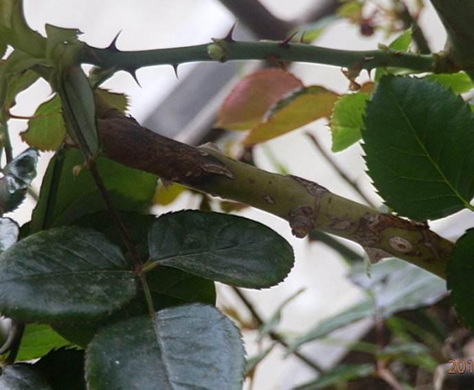 月季枝条有什么病害,月季枝干枯黄怎么回事