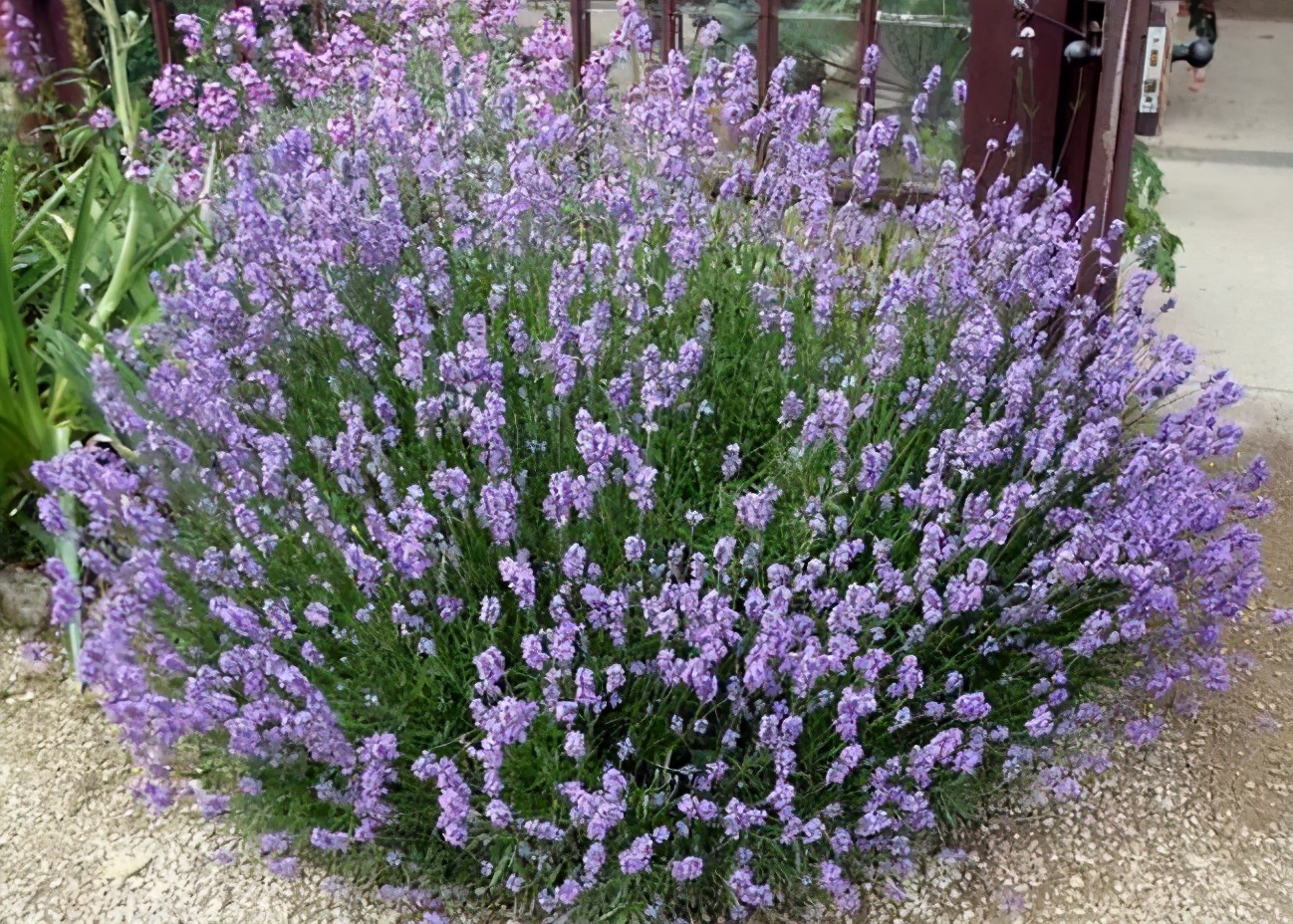 适合养在卧室不会引来蚊虫的花,夏季种什么花可以驱蚊虫