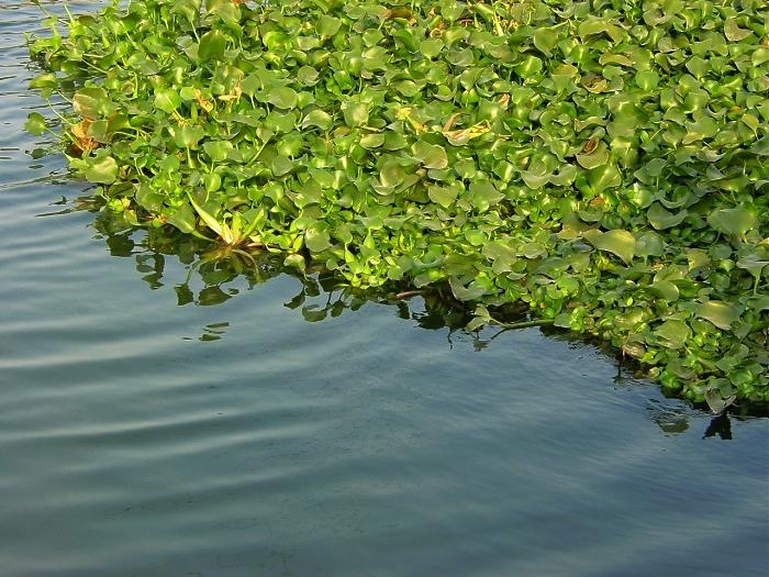 大闸蟹入侵欧洲的危害,大闸蟹在美国泛滥成灾视频