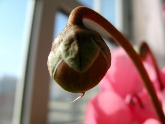 仙客来一盆变十盆视频,仙客来一盆种几棵