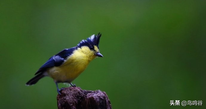师公鸟——台湾黄山雀