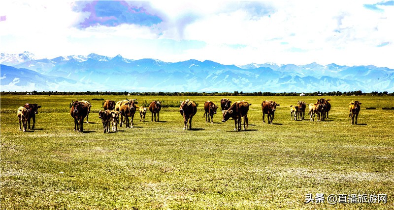 *疆新**昭苏：乡村振新“牛起来”