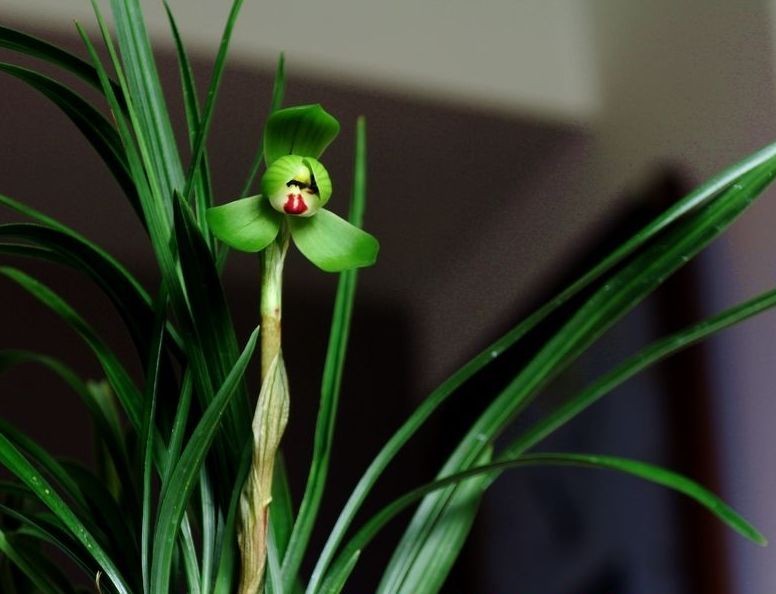 每日一品～中国兰花～春兰茗品～美芬荷