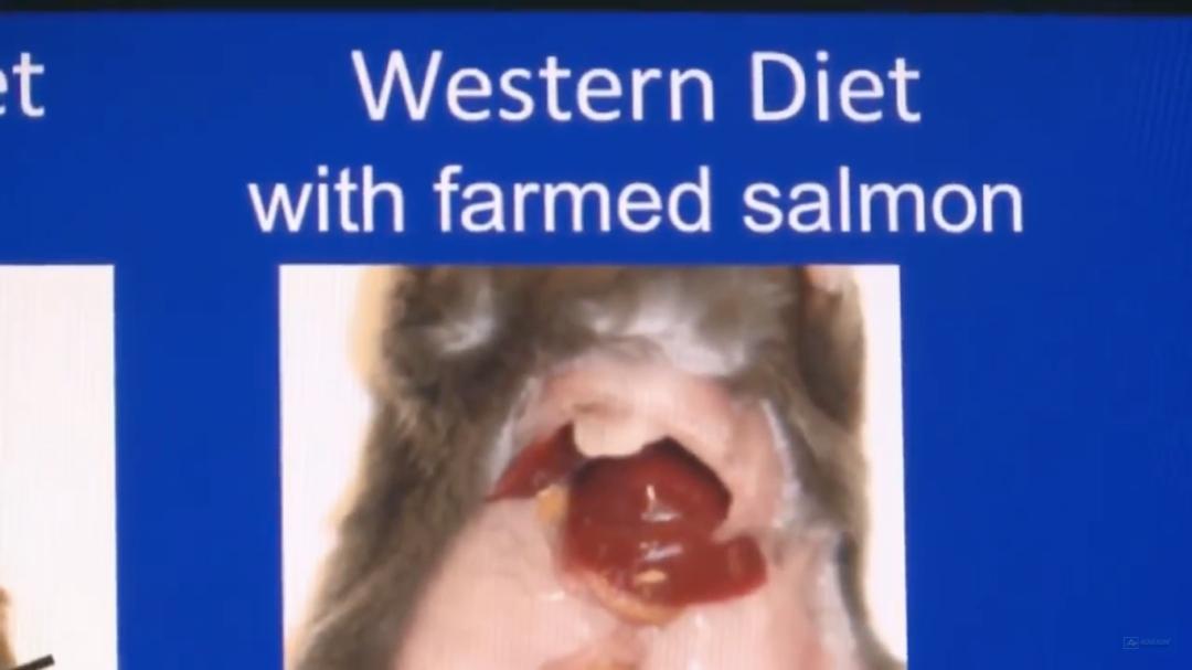 “最毒僵尸鱼”,外媒曝挪威三文鱼养殖乱象,看完胃不好了