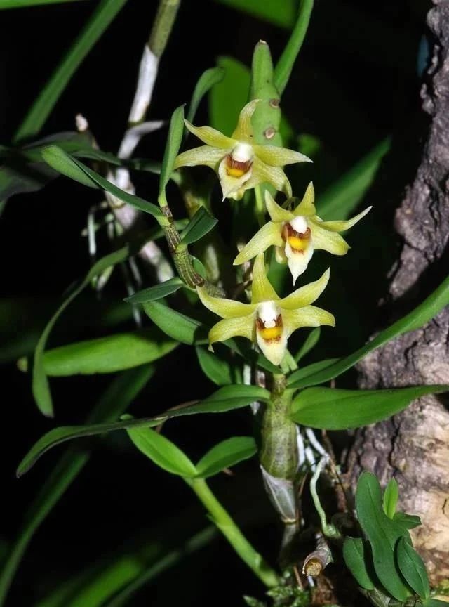 铁皮石斛养不活,铁皮石斛储存不当怎么办