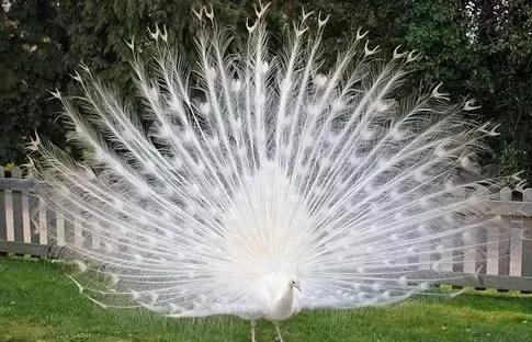 致命的60种动物,60种没见过的动物