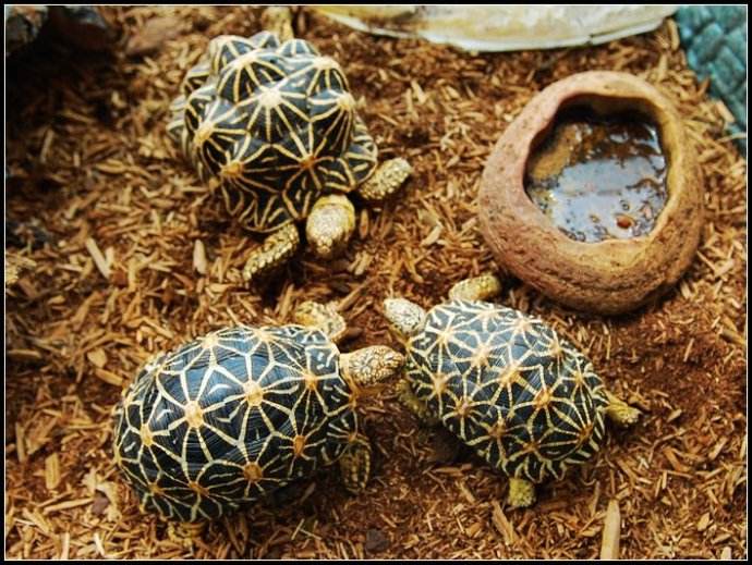 最美的乌龟图片,最美乌龟视频大全