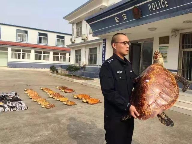 走私玳瑁海龟犯罪,玳瑁走私案