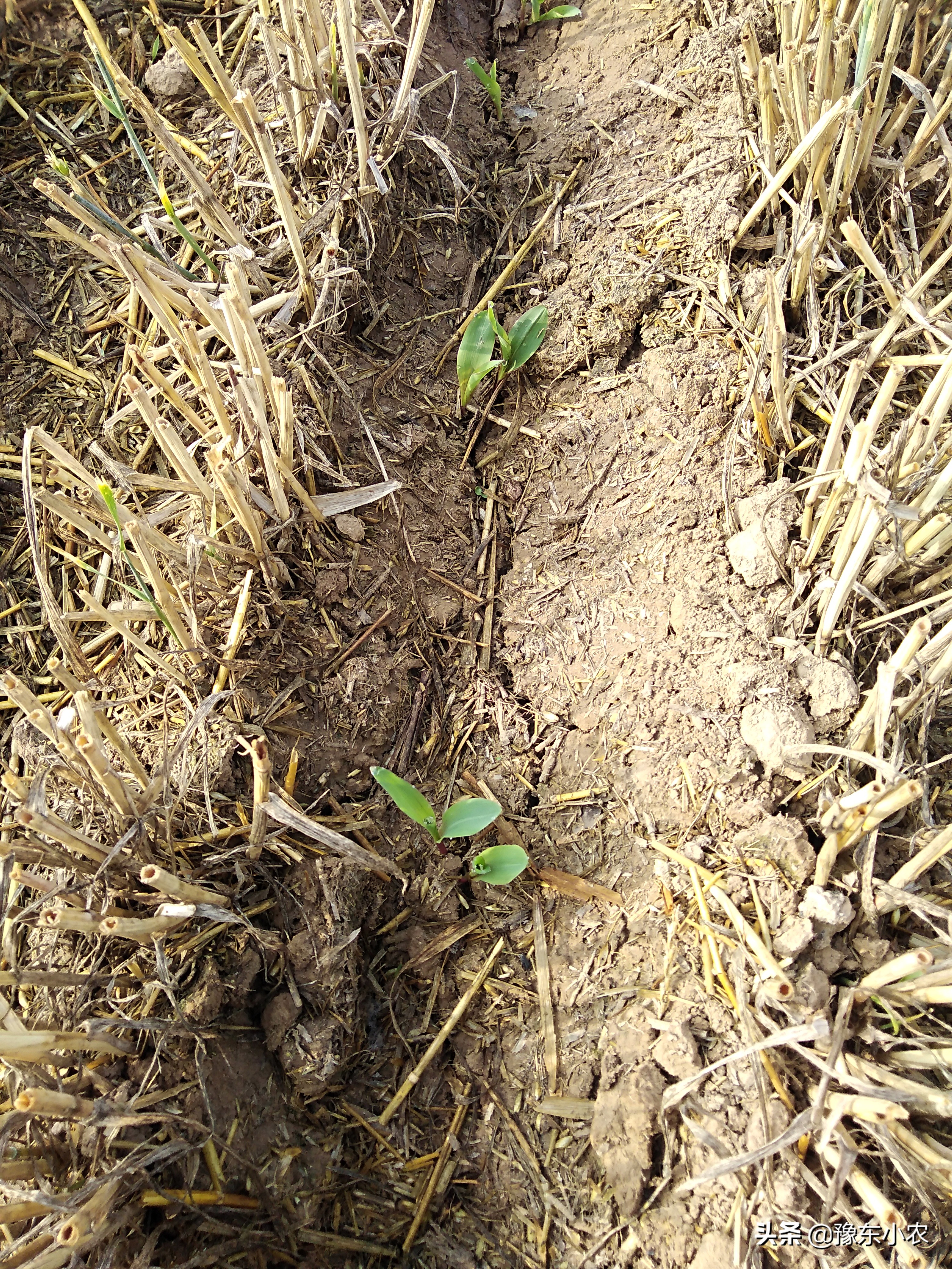 玉米播种后长时间干旱怎么办,玉米播种后不宜打什么药