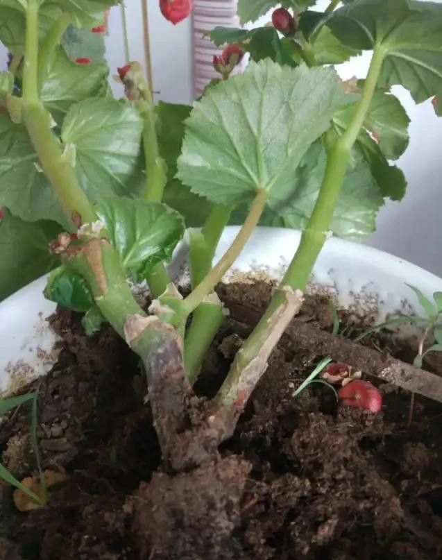 夏天种花不浇水的小窍门,哪十种花夏季少浇水