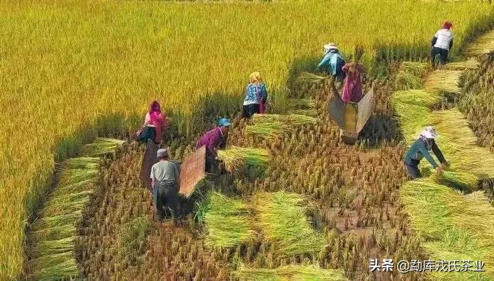 盼了一年的好茶,勐库戎氏古树茶2010秋茶