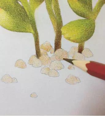 彩铅画入门教程多肉,彩铅画教程入门多肉