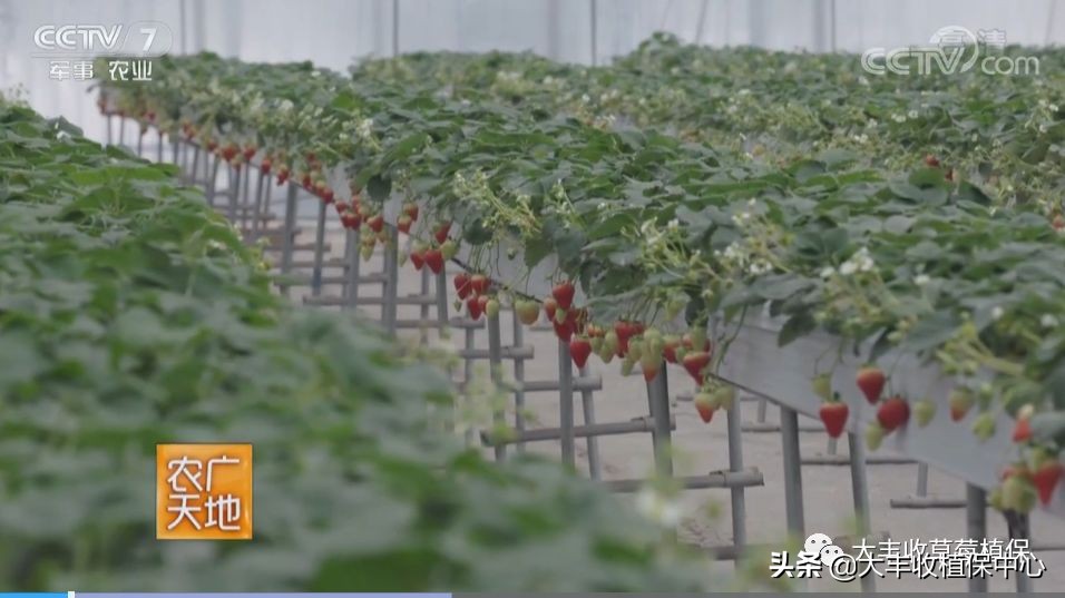 高架草莓和地栽草莓哪个贵,草莓低价种植技术有哪些