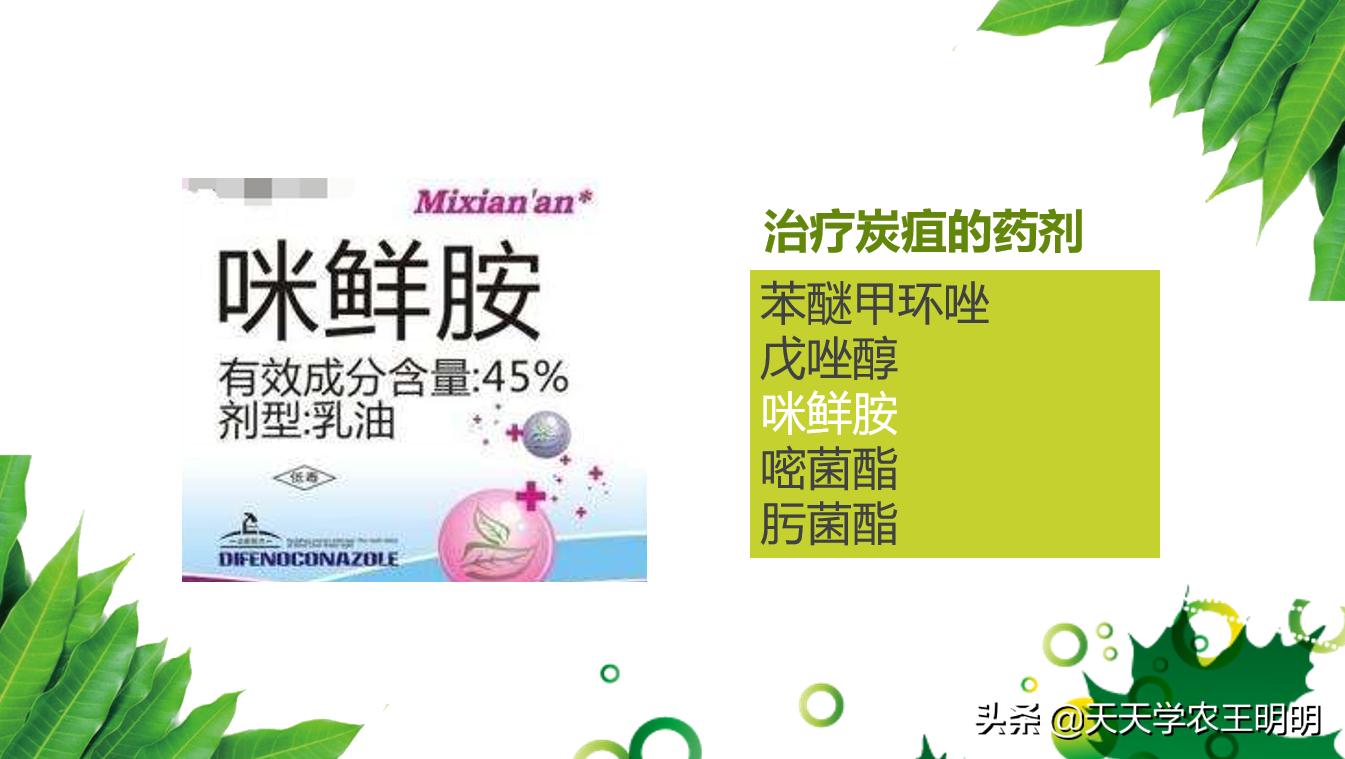 芒果炭疽用什么药,芒果炭疽