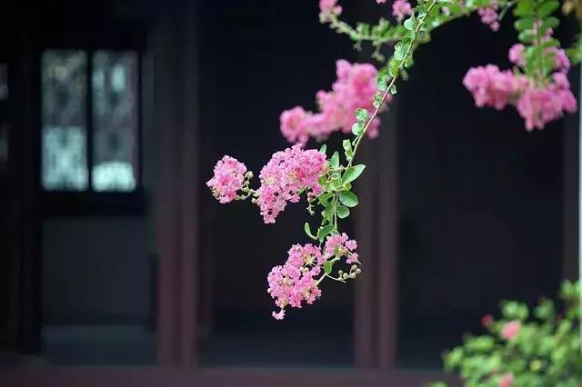 青梅时节诗词,青梅时节的诗词