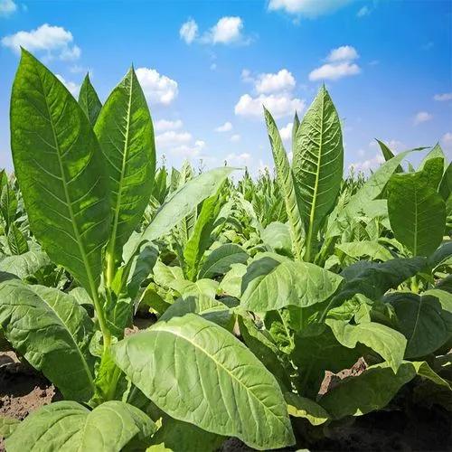 玉溪不广告的模式：新时代，*草烟**品牌IP成长新思维