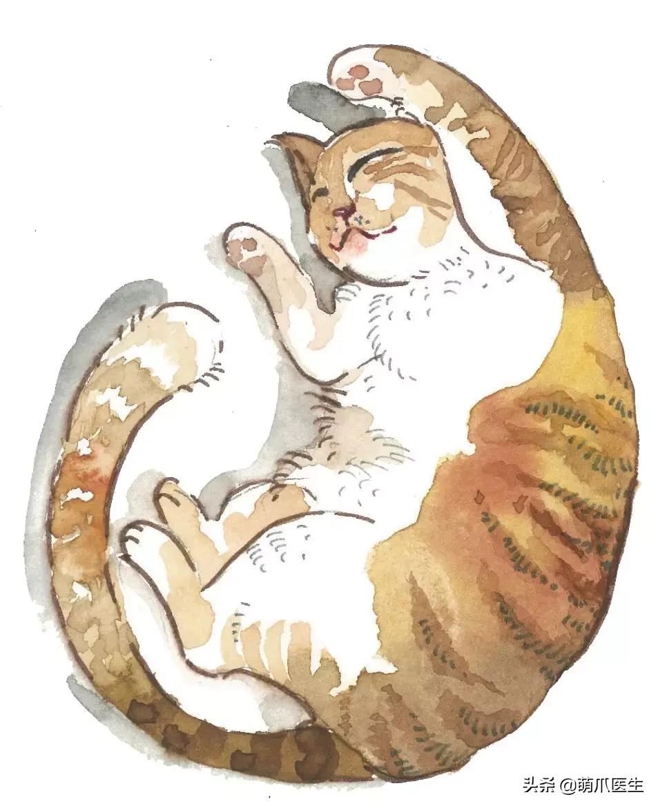 中华田园猫就是叫土猫？论给猫起名，古人可比我们强多了