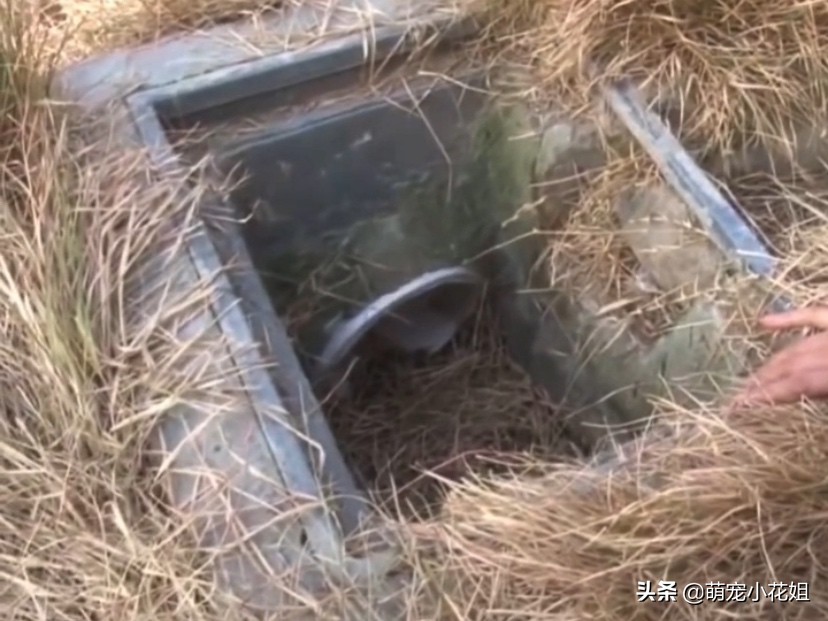 流浪猫掉进了通风井里没水喝,流浪猫为什么掉进井里