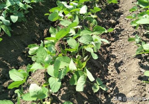 黑豆正确的营养价值和功效,黑豆营养价值特点及功效