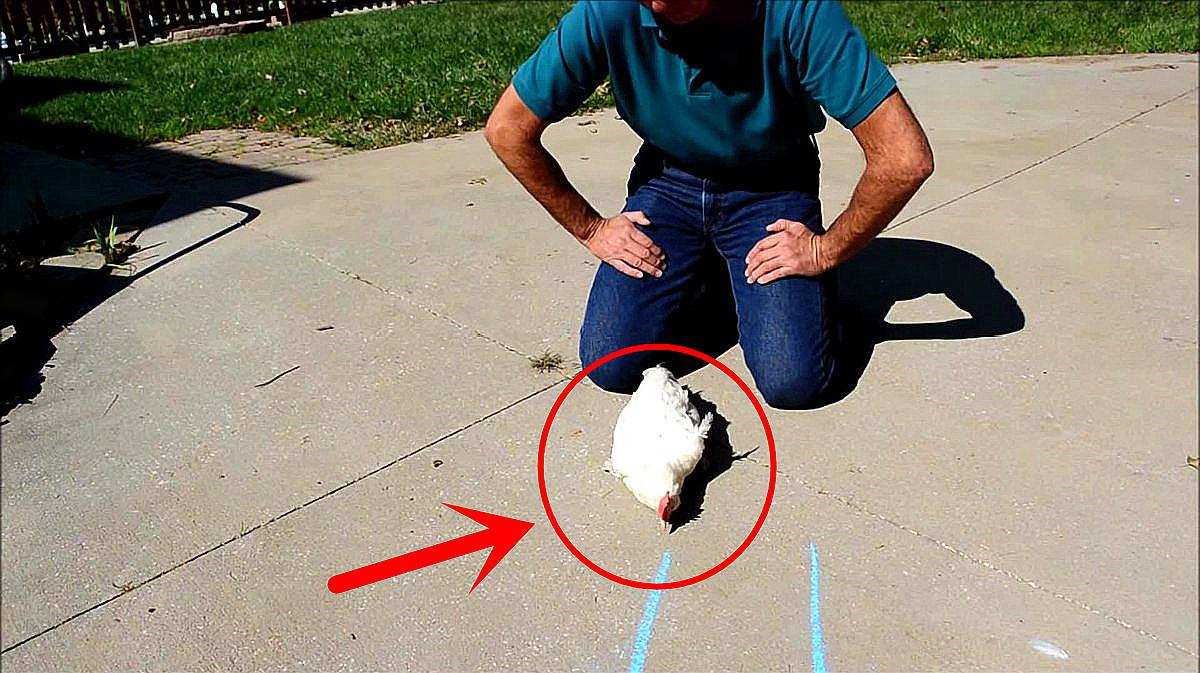 鸡画一条直线不动,对鸡画一根直线的反应